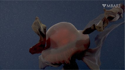 Les images exceptionnelles d'une méduse géante