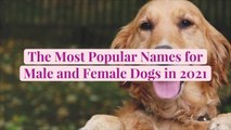 The 50 Most Popular Names for Male and Female Dogs in 2021