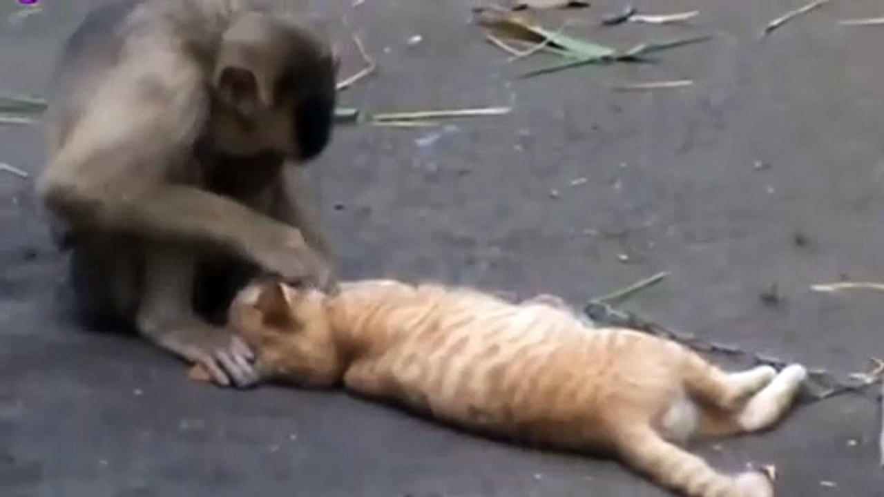 Funniest Animals - Best Of The 2021 Funny Animal Videos #2
