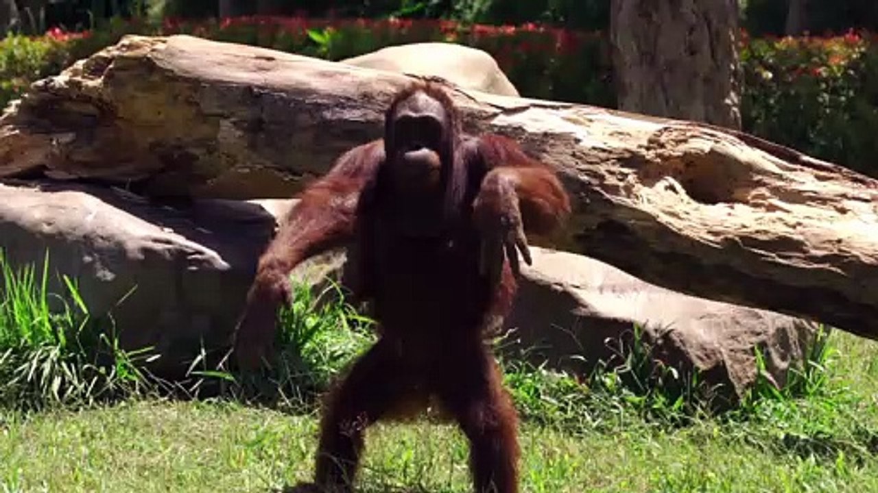 This Orangutan must have been a drill master in its previous life!