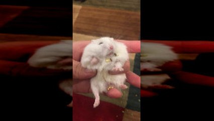 Hamster Cheeks Spill Pockets of Pellets