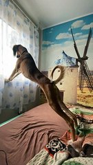 Pup Stretches with Window Sill