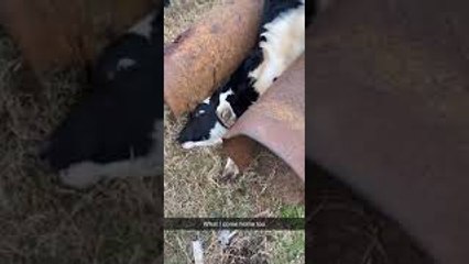 Cow Awkwardly Caught Between Pipes