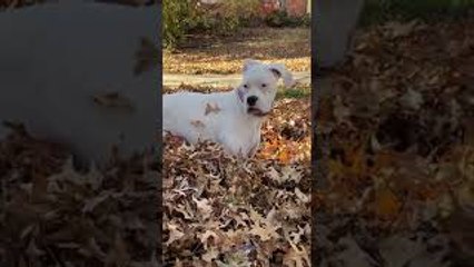 Boxer Bounces Through Leaf Pile