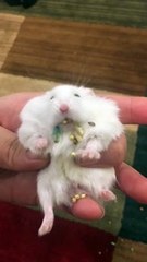Hamster Cheeks Spill Pockets of Pellets