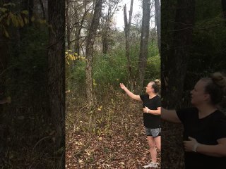 Lone Leaf Floats Around Like a Butterfly