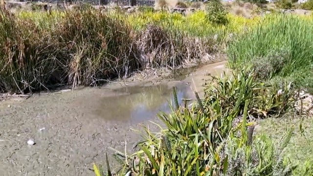 Torquay locals concerned developers turning blind eye to environmental responsibilities