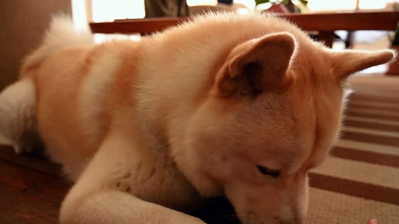 Close Up Video of a Dog