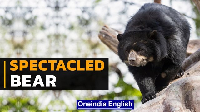 Guardians of Spectacled Bear | Saving South America’s Only Bear Species | Oneindia News