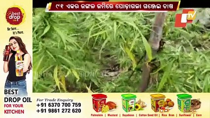 Illegal Ganja Cultivation Destroyed In Ganjapati