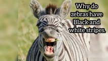 Why do zebras have black and white stripes.
