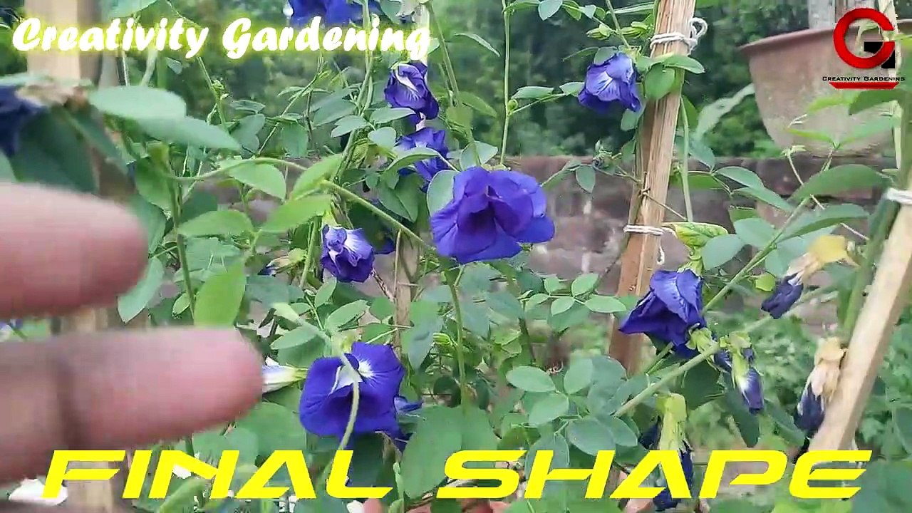 Aparajita Plant Care | Aparajita flowers in just 20 days