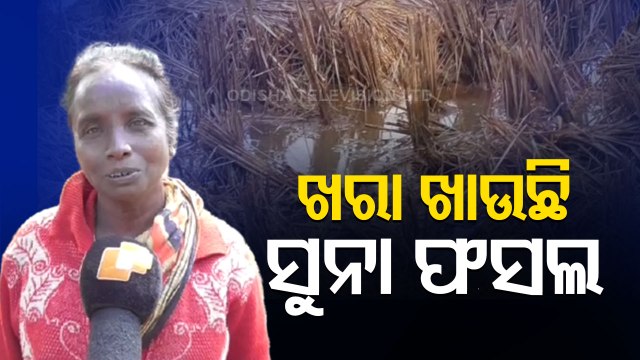 Unseasonal Rain Damages Crops In Odisha