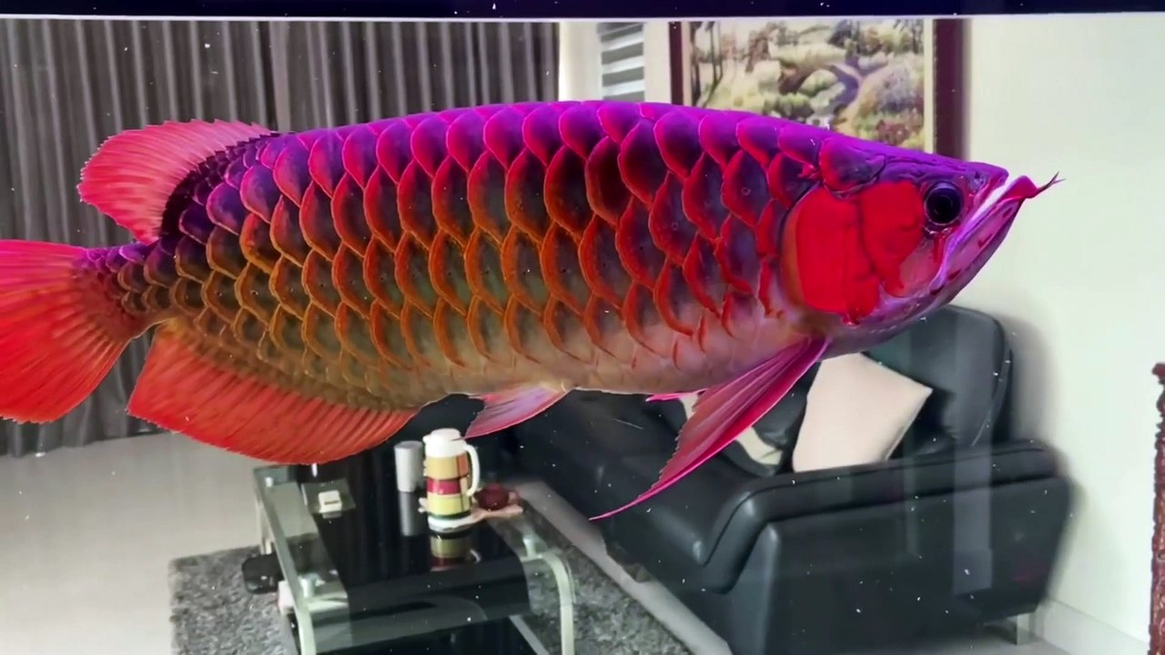 Giant arowana eats 2 centipedes