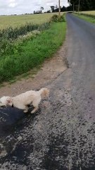 Puddle Zoomies End in Face Plant