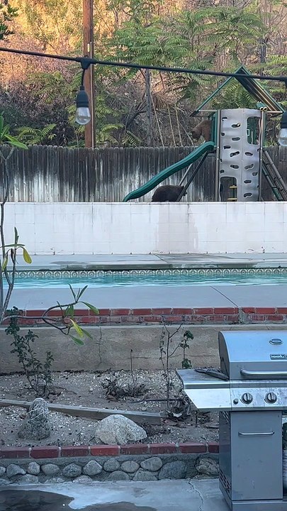 Bears Finish Backyard Play Session With a Swim