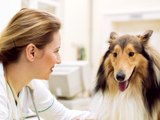 Corona-Piks: So viele Deutsche wollen sich beim Tierarzt impfen lassen