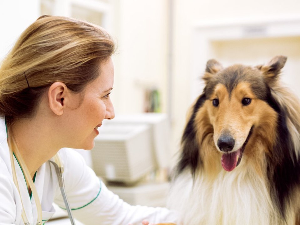 Corona-Piks: So viele Deutsche wollen sich beim Tierarzt impfen lassen