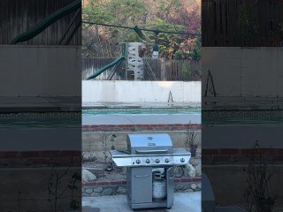 Bears Finish Backyard Play Session With a Swim