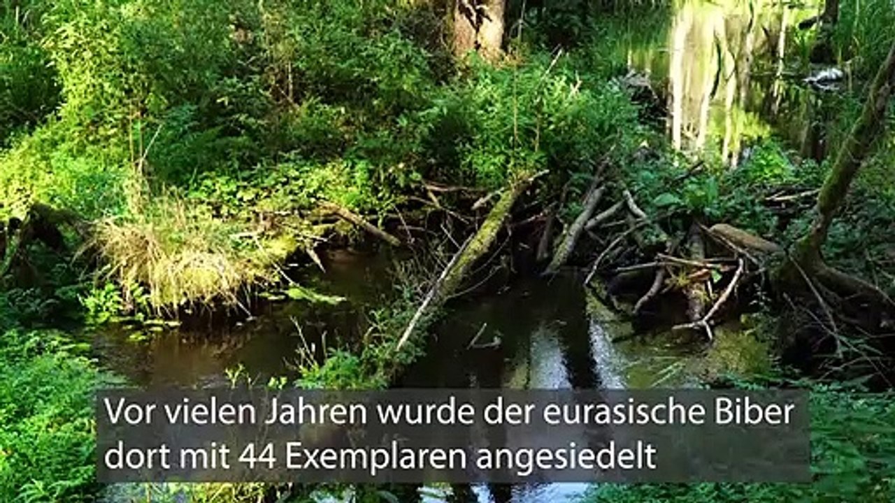 Die theissregion hat ein biberproblem