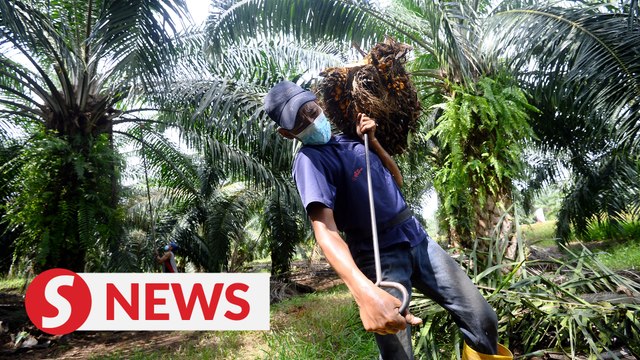 Malaysian palm oil sustainably produced, does not involve permanent forest reserves, Parliament told