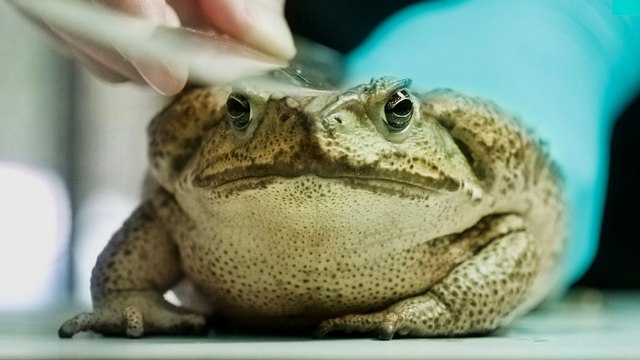 Taïwan touché par une invasion de crapauds-buffles, une espèce toxique