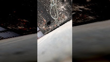 Kitty Prefers Coming Home via Rope Climb