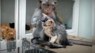 FUNNIEST MONKEYS- Cute And Funny Monkey Videos Compilation 2020 - pets  bonding