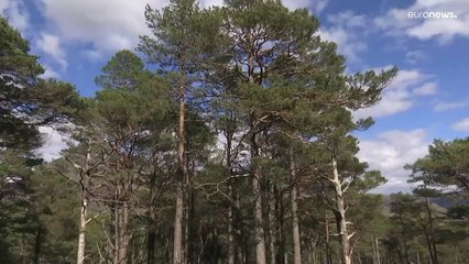 Download Video: Plantar árvores em Gales pelo bem-estar do planeta e do homem