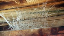 Örümcek ağı buz tuttu