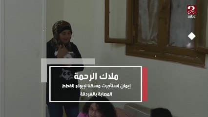 ملاك الرحمة.. إيمان استأجرت مسكناً لإيواء القطط المصابة بالغردقة