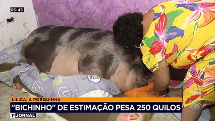 Você vai conhecer agora a Lilica, uma "porquinha" de estimação que pesa 250 quilos e vive com uma família no litoral de São Paulo.