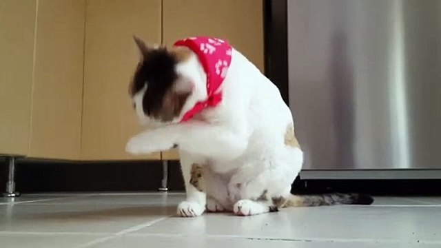 cat - omg so cute ♥ best funny cat videos 2021 #157 | funny cat videos | AR Studio