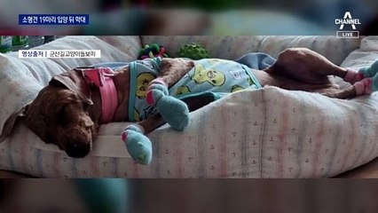 소형견 19마리 입양 뒤 학대…아파트 화단에 묻은 8마리