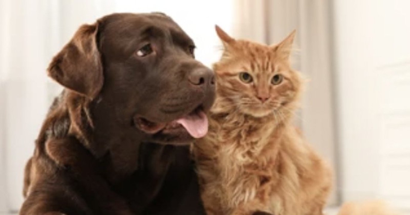 En Espagne, les animaux reconnus comme des êtres vivants doués de sensibilité par la loi