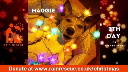 Adorable Christmas video starring animals at Rain Rescue charity