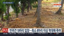 입양견 8마리 고문 후 죽인 40대 영장 기각…11마리는 행방 묘연