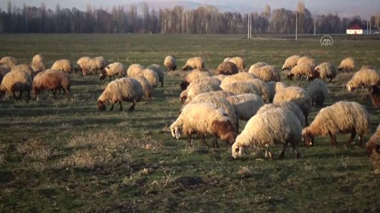 Çiğ süt tavsiye satış fiyatının 4 lira 70 kuruşa yükselmesi üreticiyi memnun etti