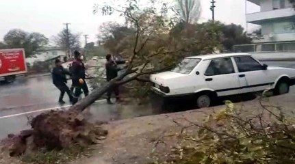 Fırtınada ağaç kökünden söküldü, aracın üzerine devrildi