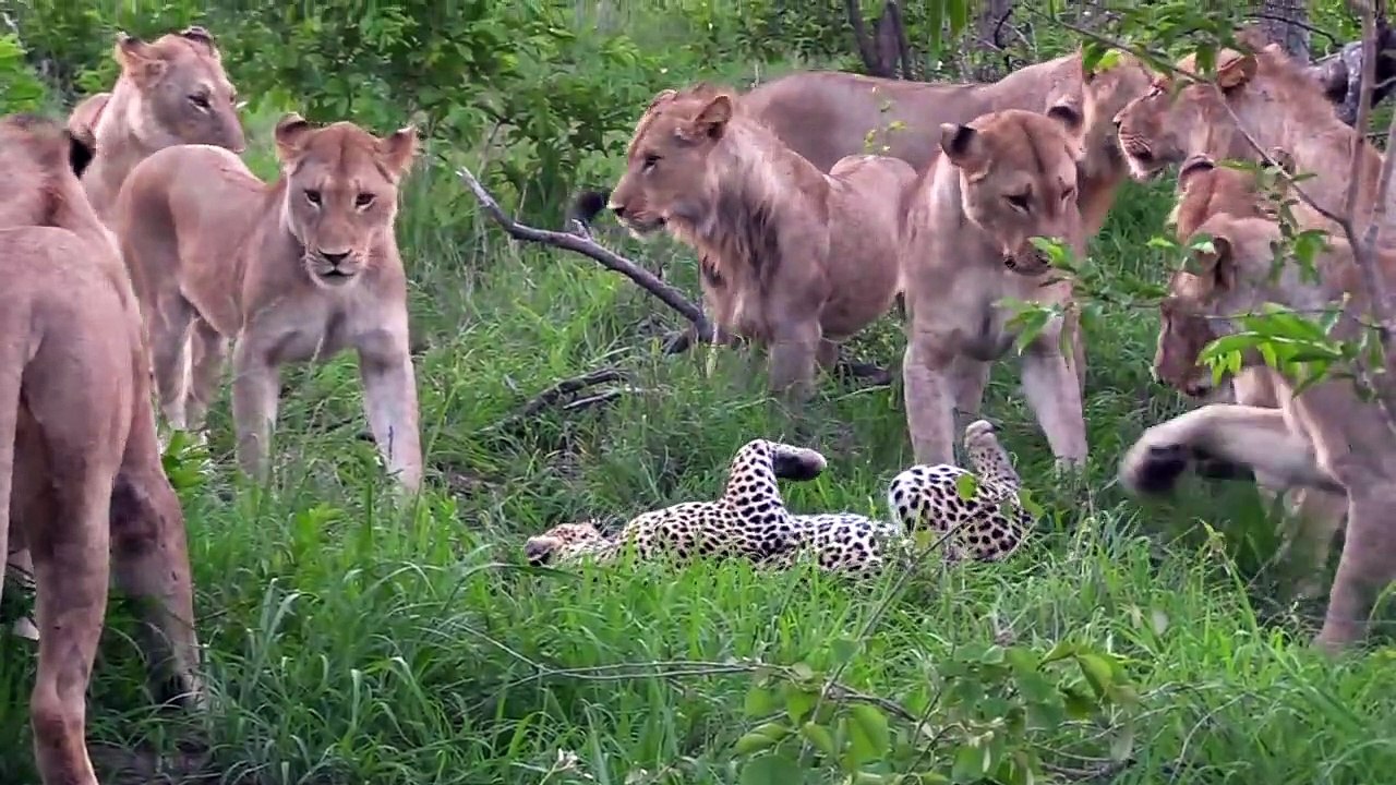12 LIONS attack LEOPARD