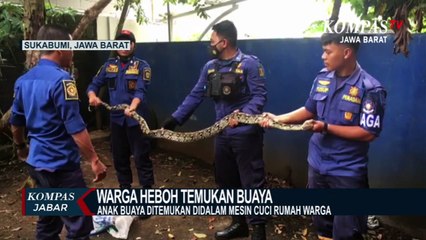 Warga Heboh Temukan Buaya