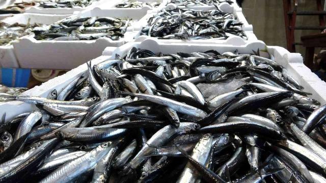 Hamsinin fiyatı bu sezon ilk kez bu kadar yükseldi