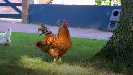 Almanya'da hayvanlar için 'yaşlılar yurdu': "Bütün inekler kireçlenmeden muzdarip"