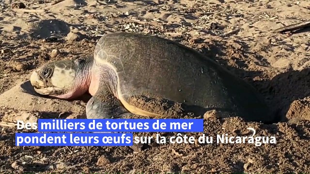 Les tortues de mer du Nicaragua pondent leurs œufs sur la plage