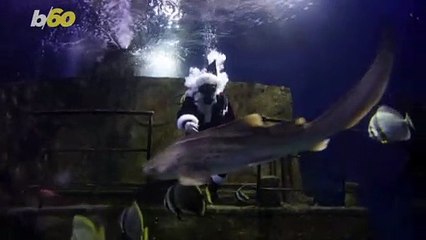 'Scuba Claus' Made a Surprise Visit to an Aquarium to Hang With Some Fish