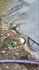 Morador flagra cobra ‘pescando’ em chácara de Jaraguá do Sul