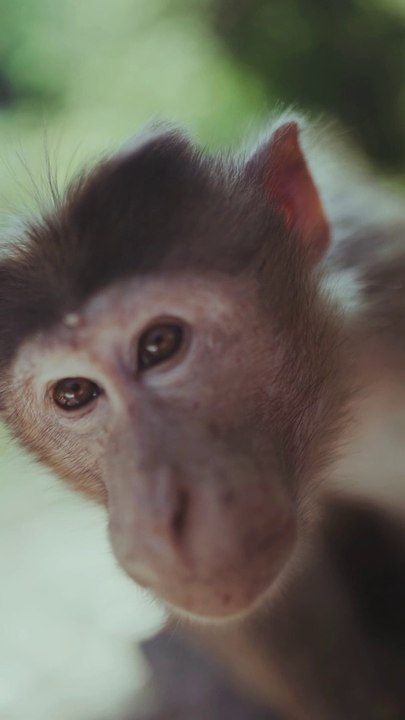See how this monkey gives beautiful expressions like a tiktok star!