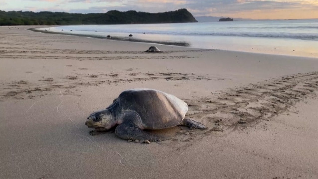 Sea turtles line beaches in Nicaragua
