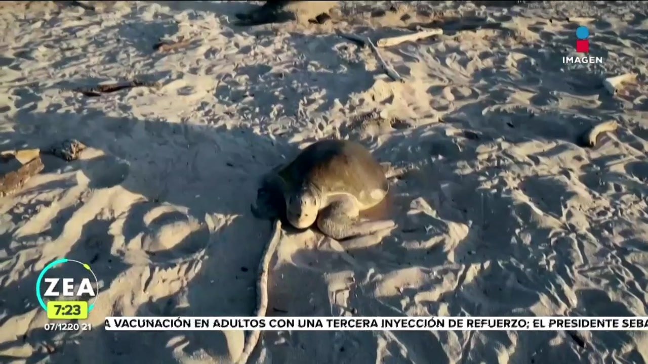 Miles de tortugas marinas desovaron en las costas de Nicaragua