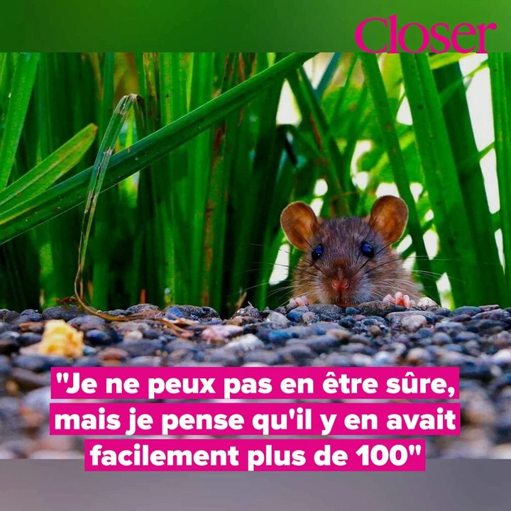 Une mère de famille attaquée par une centaine de rats dans un parc